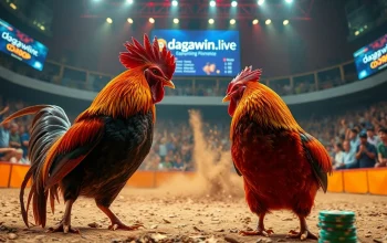 Live cockfighting action on dagawin.live showcasing an exciting betting arena.